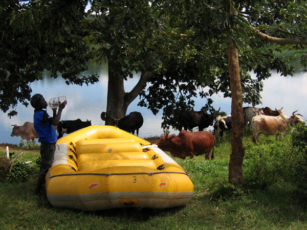 The raft and cows