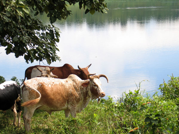 Cows grazing above the Nile at the take out point