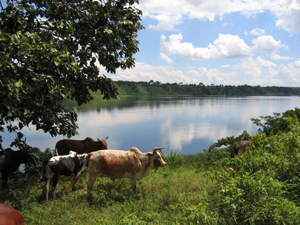Cows grazing above the Nile at the take out point