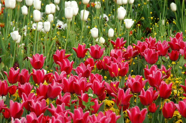 Tulips in Istanbul in spring, Sultanahmet