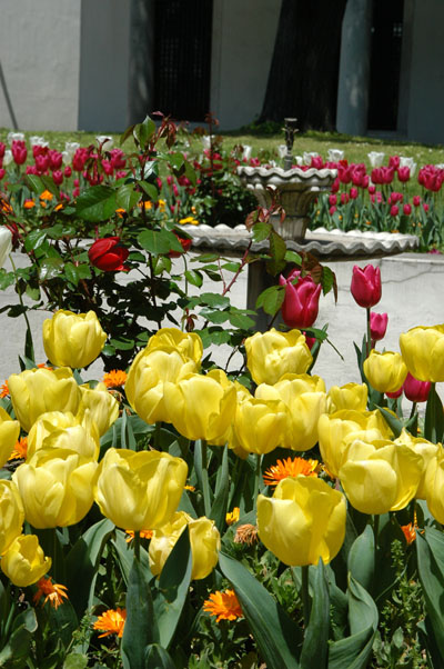 Tulips, a favorite of Ahmed III
