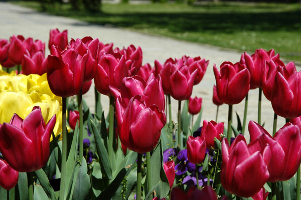 Tulips, Topkapi Palace. The reign of Sultan Ahmet III was known as the Tulip Age