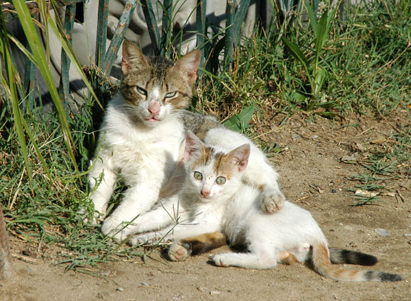 Ragged mother cat and kitten, Tunis Medina