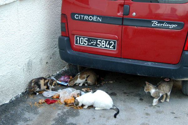 Stray cats digging in to left over couscous in the Tunis medina