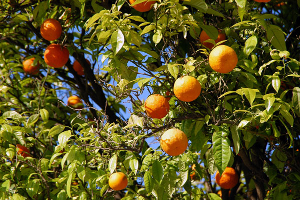 Orange tree in the park at Sidi Bou Said