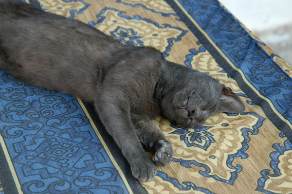 Kairouan kitty taking a catnap