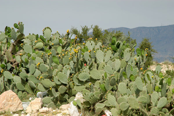 Prickly pear cactus, Tunisia