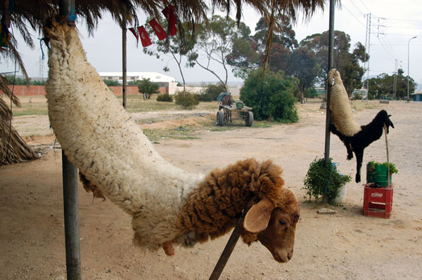 Sheepskin advertising fresh meat hangs outside a roadside Tunisian restaurant