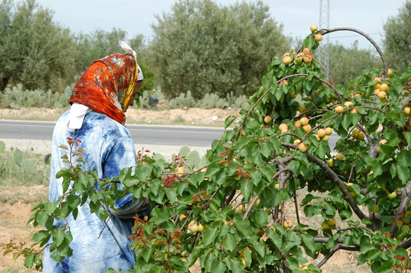 We stopped at an orchard along the road from Kairouan to Sbeitla to get fresh apricots