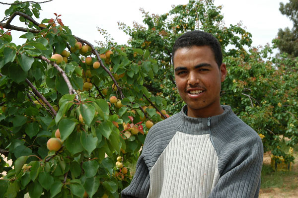 Another one of the apricot pickers
