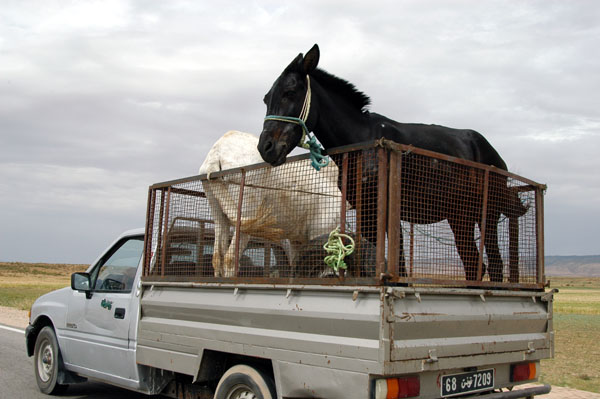 A pair of horses in the back of a truck, Tunisia