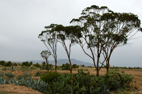 Trees on the plains near Kasserine