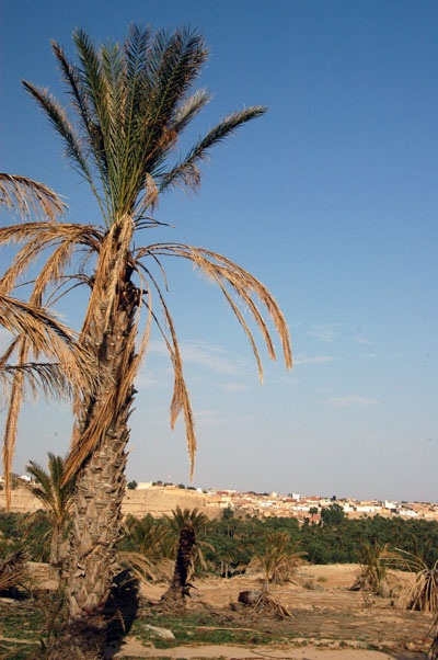 Palm tree & blue sky, Nefta
