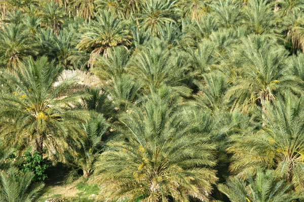 Palms on the floor of La Corbeille, Nefta