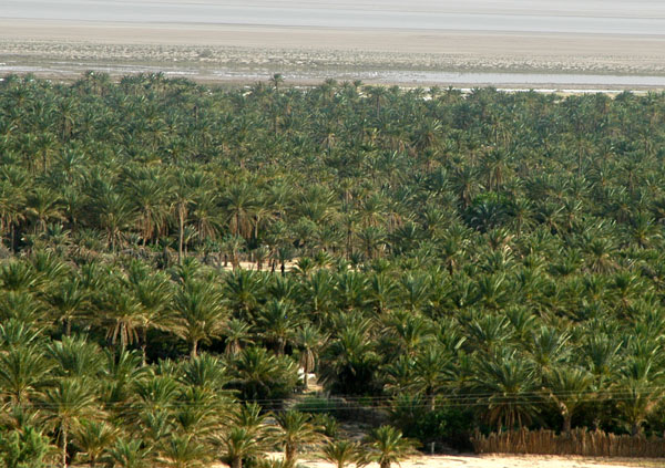 A large palm oasis along the P3 headed towards Hazoua, SW of Nefta