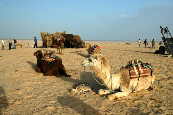 Camel depot, Dunes de Sable