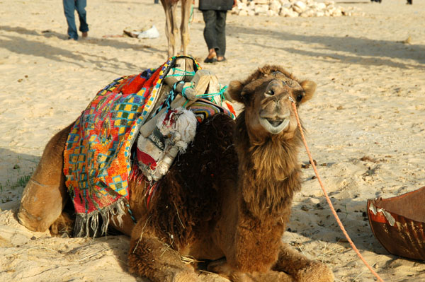 Sometimes the camels wait all day for a tourist