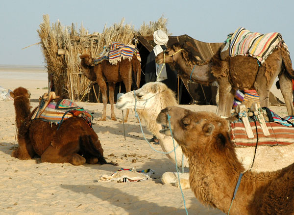 Camel depot, Dunes de Sable