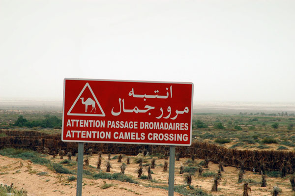Attention: Camel Crossing, Tunisia