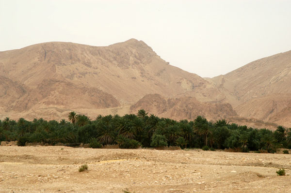 The oasis at the village of Chebika