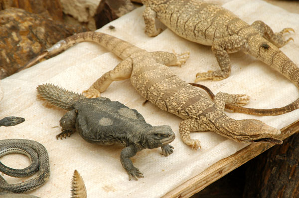 Stuffed lizards for sale to tourists, Tunisia