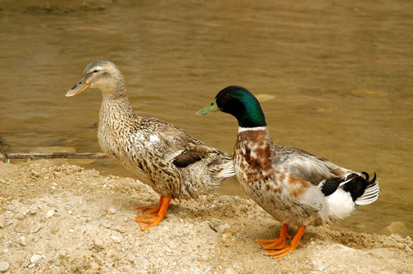 Ducks at the pool below the waterfall