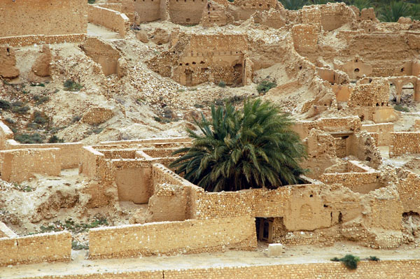 A large palm growing in a courtyard, old Tamerza