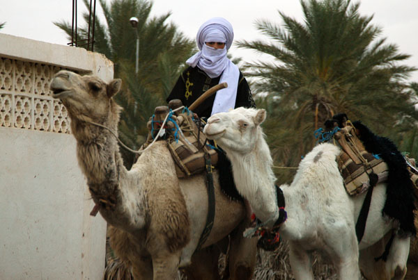 Man wrapped for the desert with camels, Douz