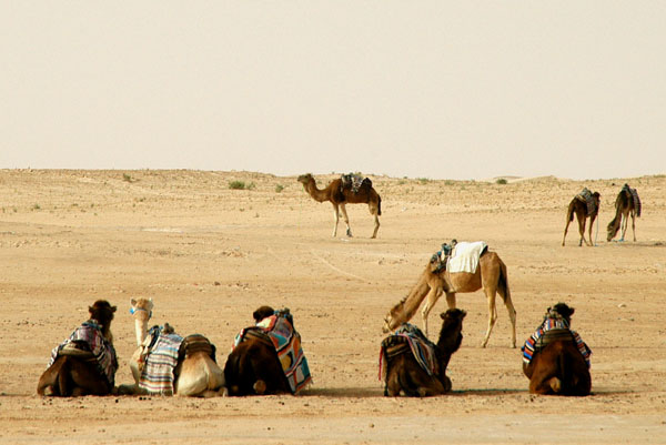 Camels and drivers awaiting their tourists for a desert camel trek