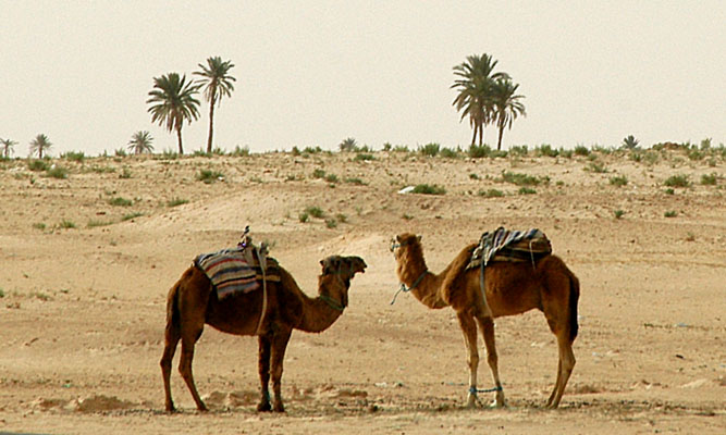 A pair of camels saddled up, Zaafrane