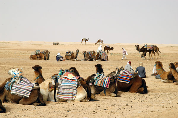 Trekking camels, Zaafrane, Tunisia