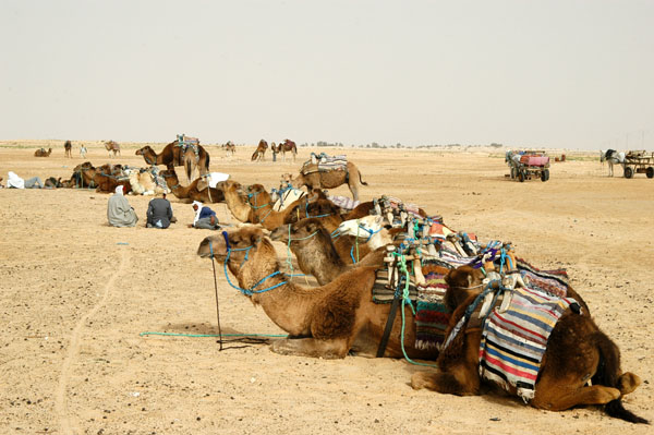 Camels saddled up for a desert trek