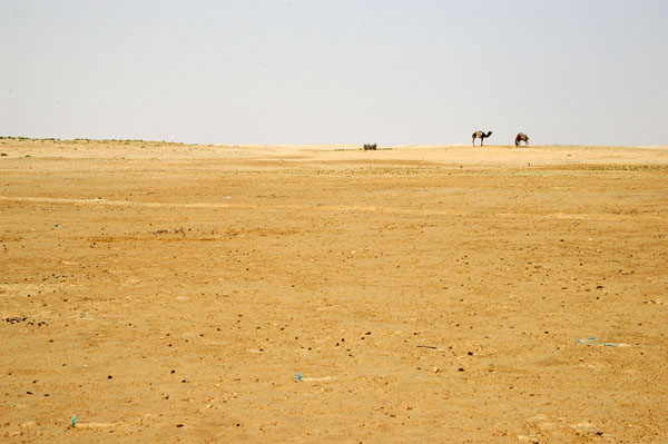 Camels in the distance across the desert near Douz