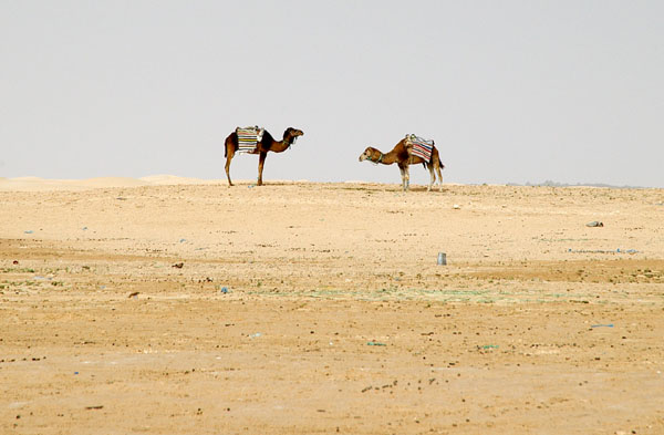 Camels and desert, Tunisia