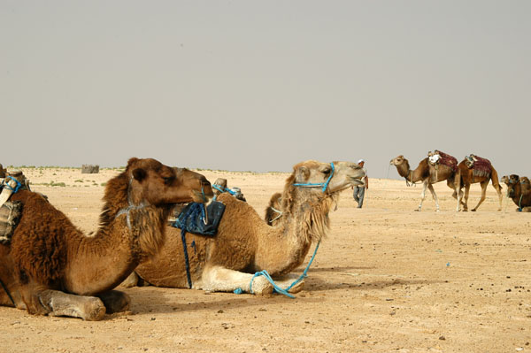 Camels, Zaafrane