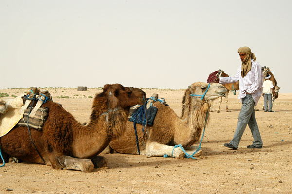 Camel driver and camels