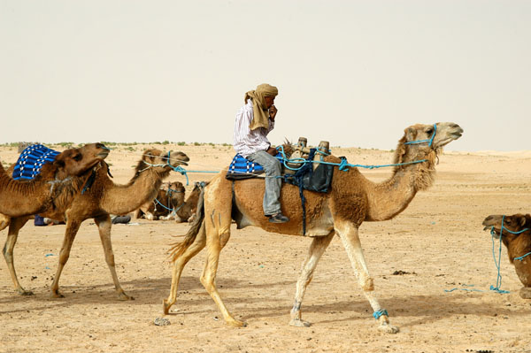 Man leading a train of camels