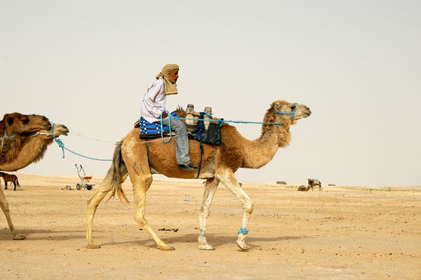Camel and rider