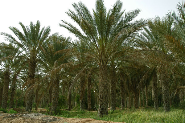 Palm oasis, Douz