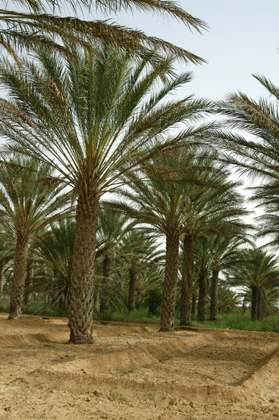 Palm oasis, Douz
