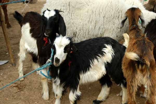 Long-haired goats, Livestock Market, Douz