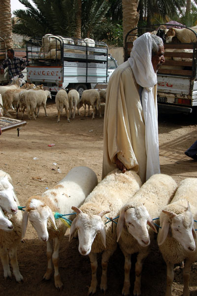 Livestock Market, Douz