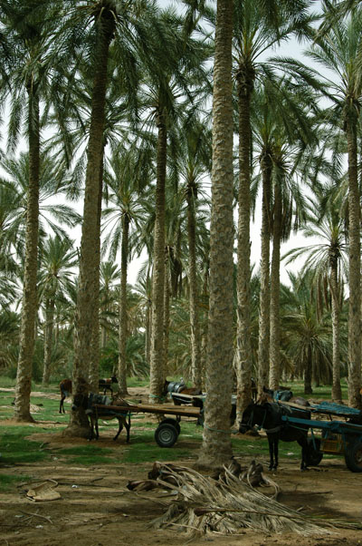 Palms behind the livestock market