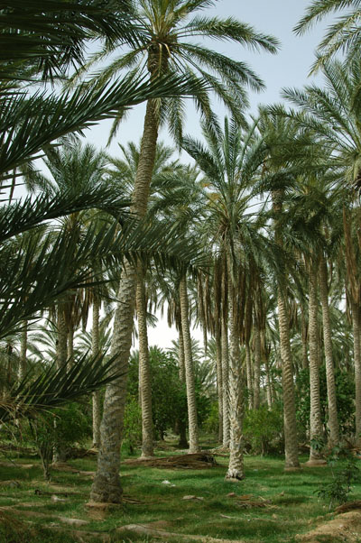 Palms, Douz