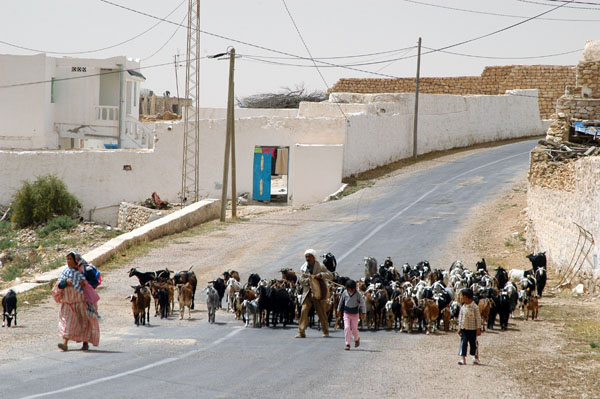 Goat herd blocking the main road, Tamezret