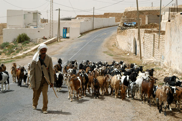 Goatherder bringing the goats back to town