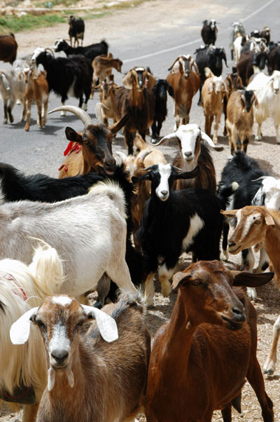 Herd of goats, Tunisia
