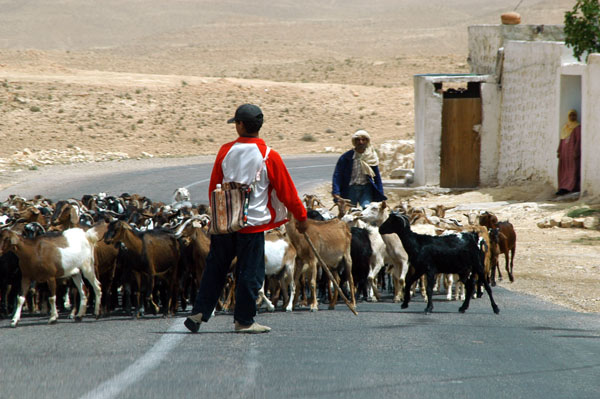 Another herd of goats being brought in from the desert, Tamezret