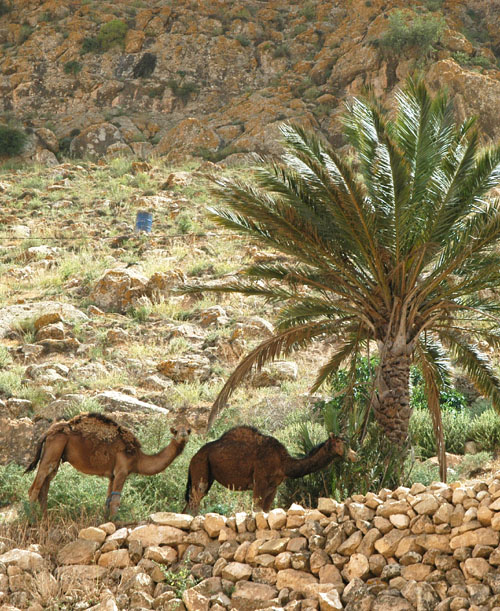 Camels and a palm, Toujane