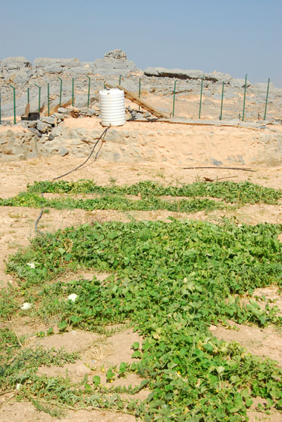Irrigated field growing meagre vegetables